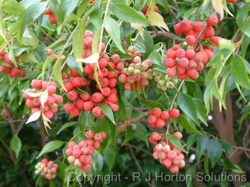 Syzygium leuhmanii berries 